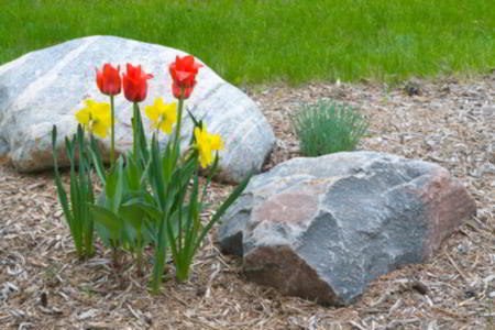 Garden mulching with cedar shavings