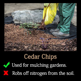 Pros and cons of cedar chips