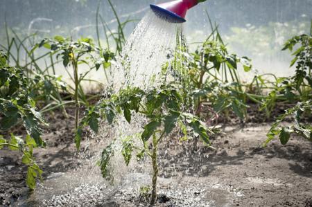 Over Watering a Plant