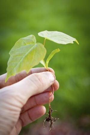 Holding Plant by the Stem