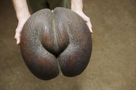 coco-de-mer is the biggest seed in the world