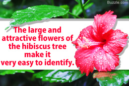 Identification of hibiscus