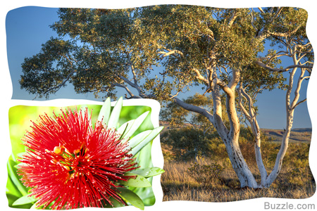 Eucalyptus Tree