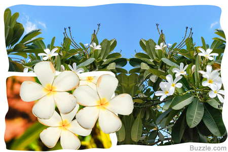 Frangipani Tree