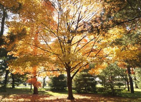 Silver maple