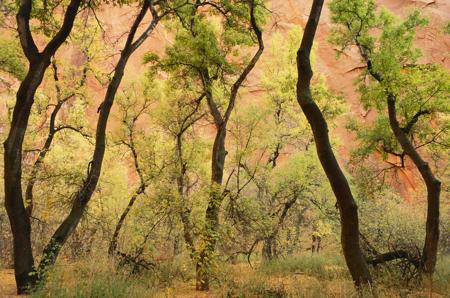 cottonwood-trees