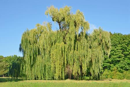 Willow tree