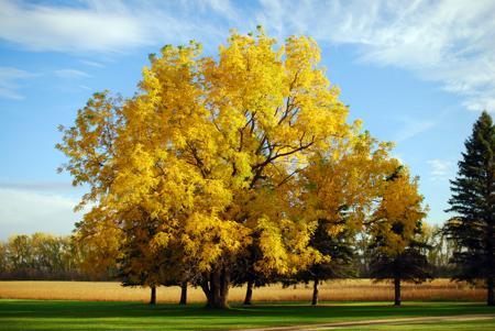 Black walnut tree