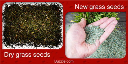 Seeds for Growing Grass - Dry grass seeds, new grass seeds