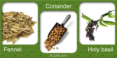 Seeds for Growing Herbs - Fennel, Coriander, Holy basil