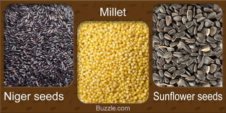 Seeds to Feed Birds - Millet, Niger seeds, Sunflower seeds
