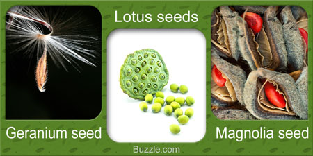 Geranium seed Lotus seeds Magnolia seed