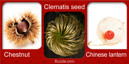 Chestnut Chinese lantern Clematis seed