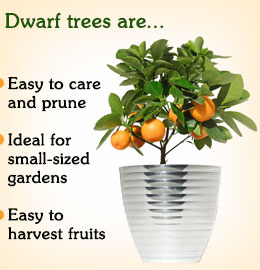 Dwarf trees