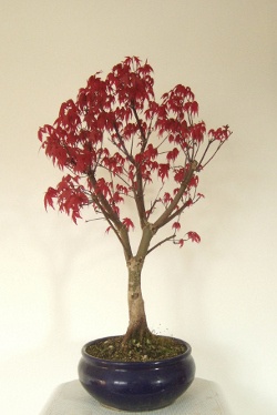 Miniature Japanese maple