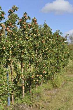 Apple orchard