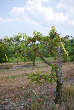 Dwarf peach tree