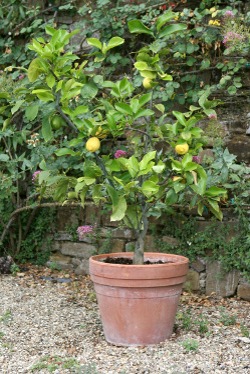 Miniature lemon tree