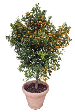 Dwarf orange tree