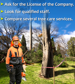 How to find a good tree care service