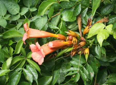 Trumpet Vine