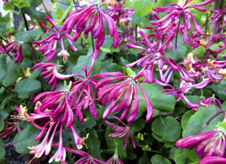 Honeysuckle