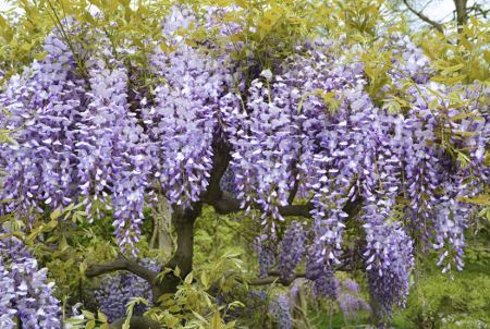 Wisteria