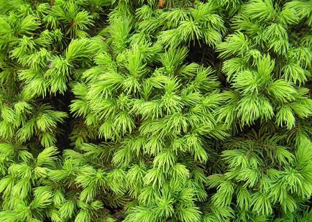 Norway Spruce Tree