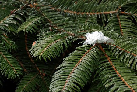 Douglas Fir Tree