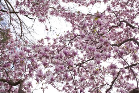 Tulip Tree