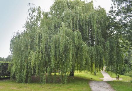 Weeping Willow tree