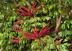 schefflera actinophylla