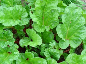 rhubarb