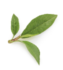 Lanceolate Leaf