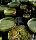 Broad and Flat Leaves