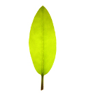 Linear Leaf