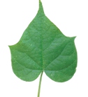 Cordate Leaf