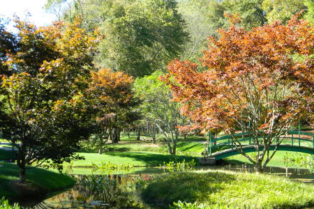 japanese-garden-foliage