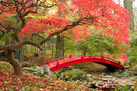 japanese-garden-bridge