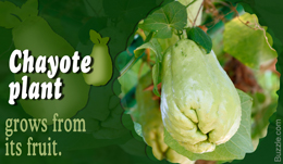 Chayote plant fact
