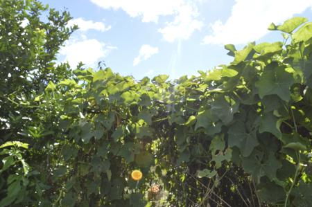 Chayote Plant