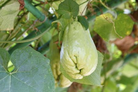 Chayote Plant fruits