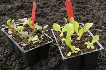 Arugula seeding