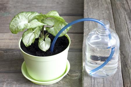 Watering plants