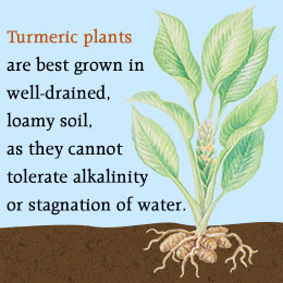 Tips for growing turmeric