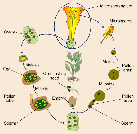 Turmeric Plant Life Cycle