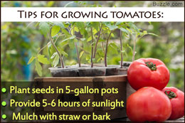 Instructions for growing potted tomatoes