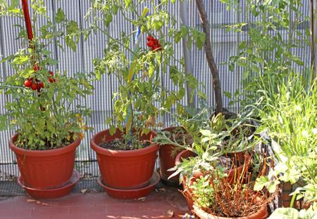  Choosing Variety of Tomatoes 