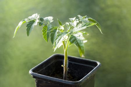 Taking care of a tomato plant