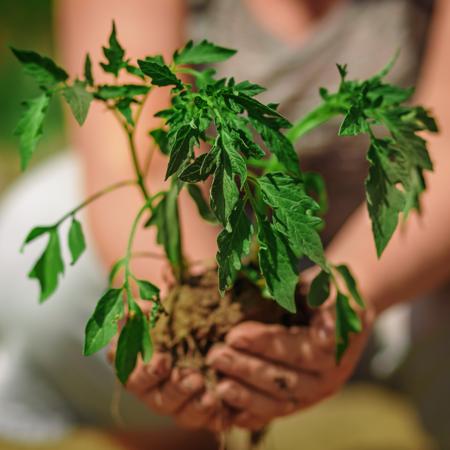 Planting the tomato plant